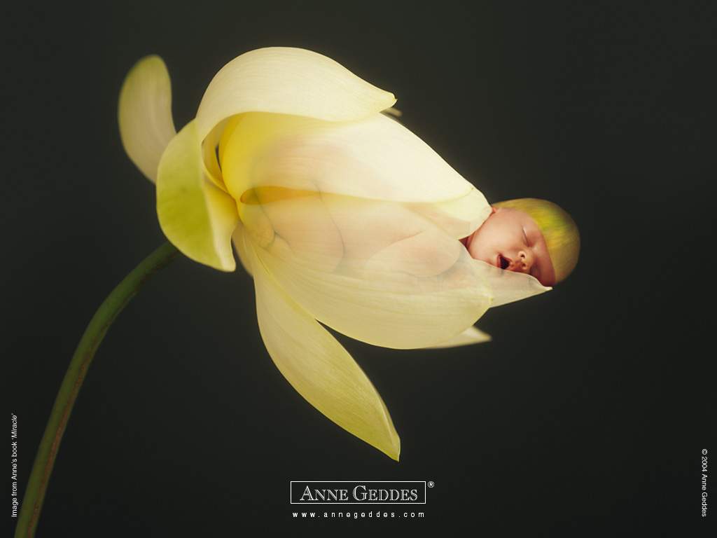 ANNE GEDDES 宝宝