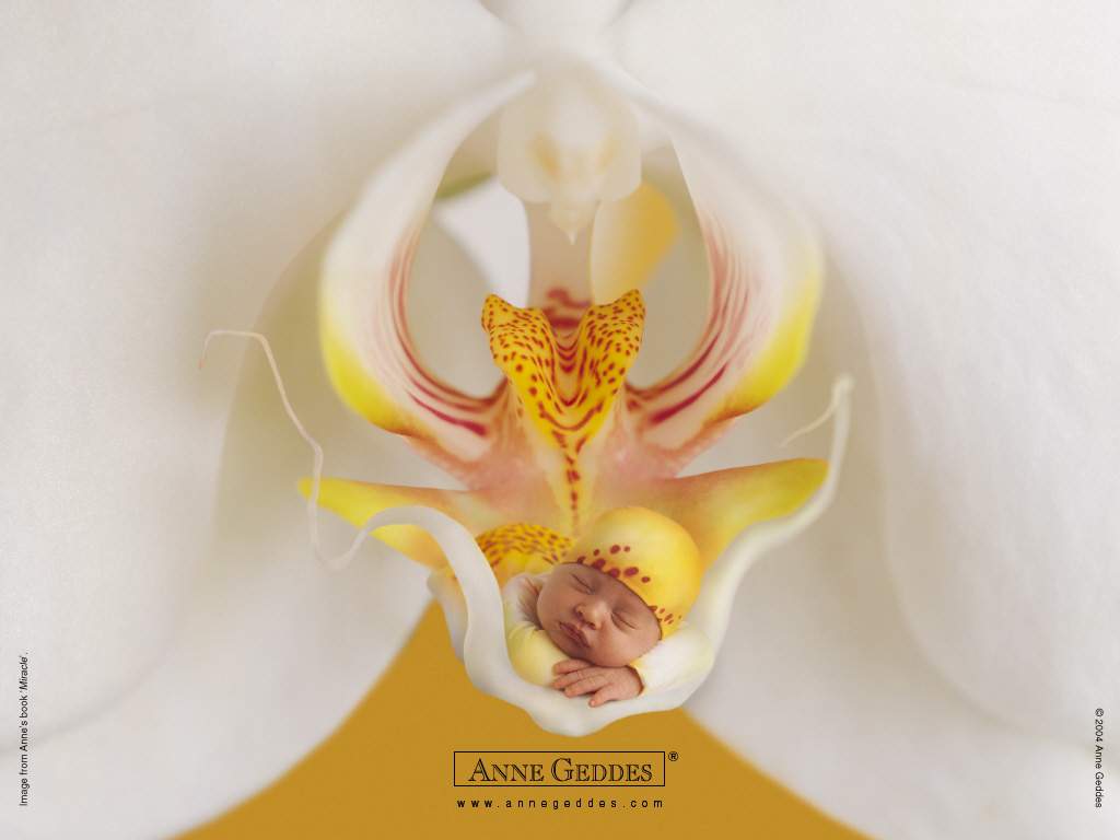 ANNE GEDDES 宝宝