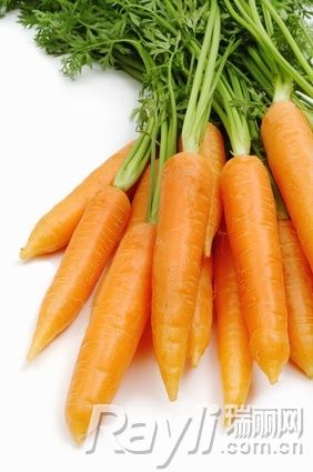 以白萝卜为代表的萝卜属类蔬菜